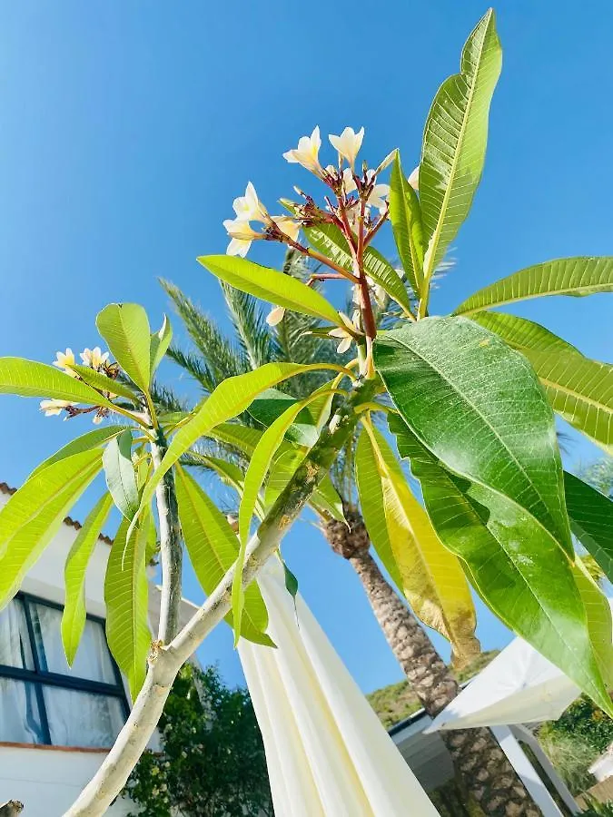 Bed & Breakfast Finca Mil Estrellas Alhaurin el Grande
